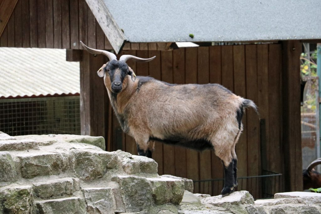Inakzeptabel: Bürgermeisterin ignoriert BVV-Beschluss zum Tiergehege Viktoriapark - SPD Fraktion