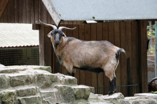 Inakzeptabel: Bürgermeisterin ignoriert BVV-Beschluss zum Tiergehege Viktoriapark - SPD Fraktion